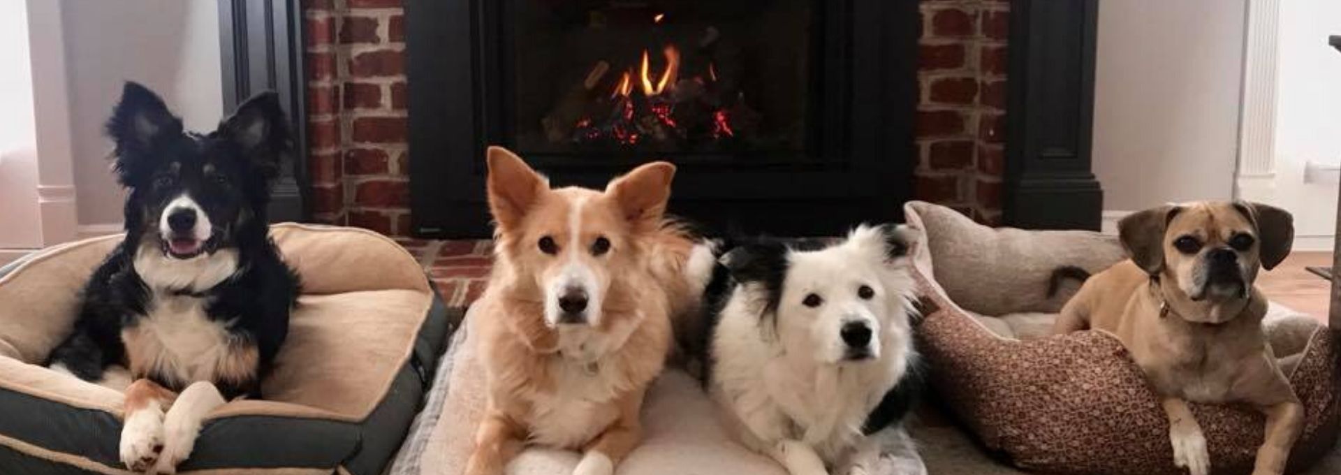 12 Pictures Proving Pets Love Fireplaces 