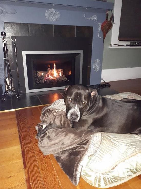 Remi enjoying our new gas fireplace 