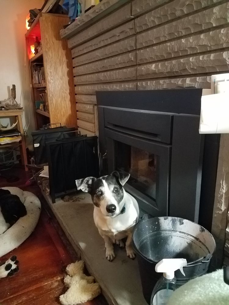 Buster wondering why  there is no warm fire today