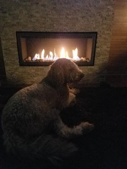 Mocha by the fireplace